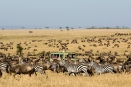 Asilia safari vehicle in the thick of the wildebeest migration