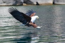 African fish eagle hunting
