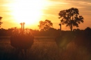 Ostriches at sunset