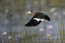  Pygmy goose in flight
