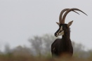 Sable antelope, Malilangwe, Zimbabwe