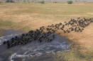 Buffalo herd, Busanga Plains, Kafue, Zambia