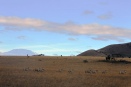 Zebras and Chyulu Hills, Kenya