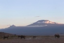 Elephants and Mount Kilimanjaro's two peaks, Kenya