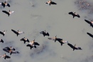 White-faced ducks in flight