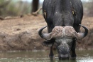 Buffalo bull and oxpeckers - Singita Pamushana