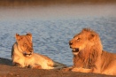 Lions in golden light - Little Makalolo