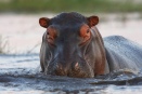 Hippo, up close and personal