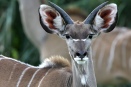 Sub-adult male Kudu