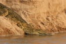Croc gliding down into Rufiji River - Selous game reserve