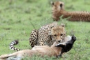 Cheetah on wildebeest calf kill - Serengeti