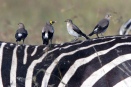 Wattled starlings in breeding plumage