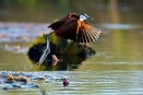 African jacana or lily trotter