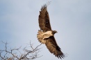 Majestic Marshall eagle