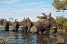 Abu Camp elephant-back safari in Botswana