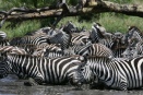 Zebra herd about to cross shallow Grumeti river