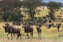 Wildebeest reach northern Serengeti woodlands