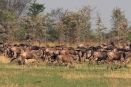 Wildebeest herd racing 
