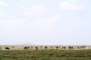 Wildebeest finally reaching southern Serengeti plains