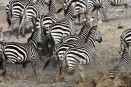 Zebras cross a shallow lake in the southern Serengeti