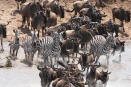 Zebra and wildebeest brave the Mara river