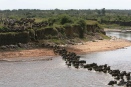 Huge wildebeest herd crossing