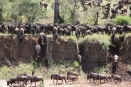 Huge buildup of herds on the banks of the Mara - wildebeests using several gulleys to get to the riverbank