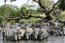Zebra migration drinking along Seronera river