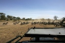 Zebra migration - central Serengeti