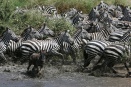 Zebra migration pushes through Seronera River - central Serengeti