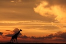 Giraffe at sunset - Loliondo, Piyaya