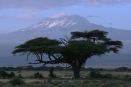 Acacia and Kilimanjaro in Tortilis Camp