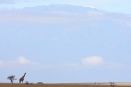 Lone giraffe and Kili's Kibo peak - Chyulu Hills