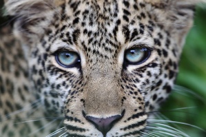 Close-up of 9 month old leopard cub in Masai Mara