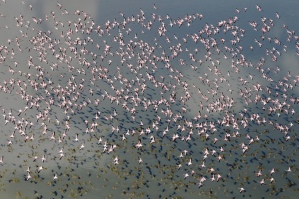 Flamingoes hover over Lake Nakuru