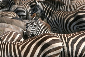 Zebra migration