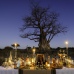 Sundowner by Baobab tree at Mombo Camp, Botswana