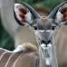 Sub-adult male Kudu