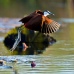 African jacana or lily trotter