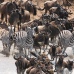 Zebra and wildebeest brave the Mara river