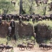Huge buildup of herds on the banks of the Mara - wildebeests using several gulleys to get to the riverbank