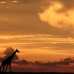 Giraffe at sunset - Loliondo, Piyaya