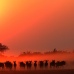 Okavango sunset - Tubu Tree Camp